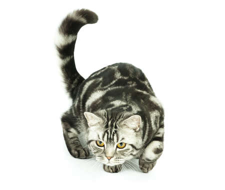 British cat huntingの写真素材