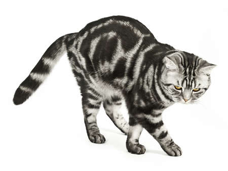 British cat dancingの写真素材