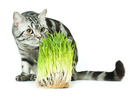 Cat and grassの写真素材
