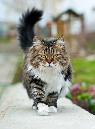 Walking catの写真素材