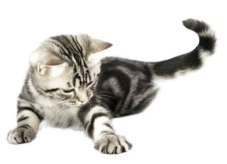 Cute kittenの写真素材