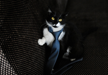 cat in a limousineの写真素材