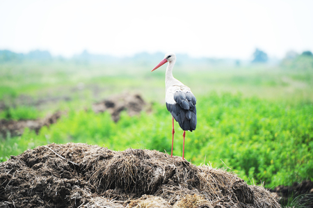 stork on a meadowの写真素材