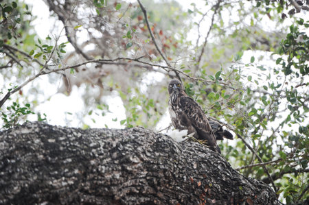 the falcon sits on a tree and in its claws kill