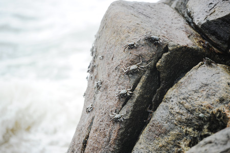 great number of crabs on a big stone on an ocean coastの写真素材