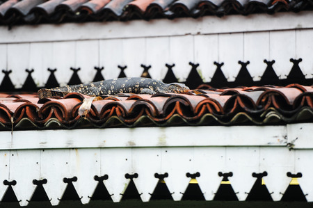 monitor lizard on a hotel roofの写真素材