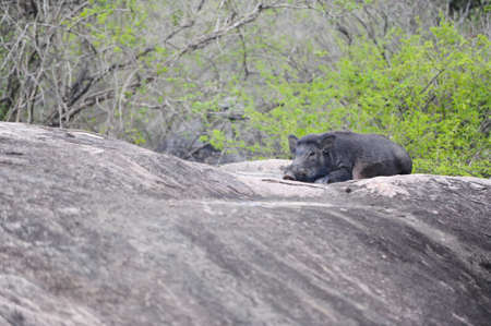 the wild boar has a rest on stones in a safariの写真素材