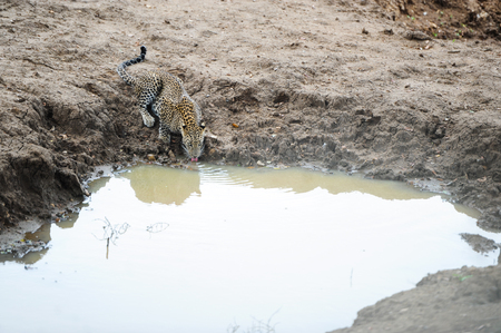 National park of Ceylon  the leopard drinks water in the jungleの写真素材