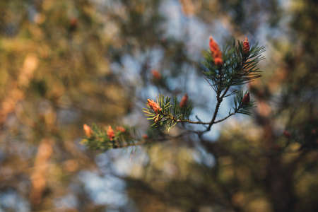 coniferの写真素材
