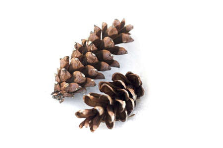 Two pines cones on snow or white backgroundの写真素材