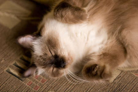 Close-up of a Birman / Himalayan cat sleeping on the couchの写真素材