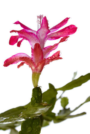 Flower with drops of waterの写真素材