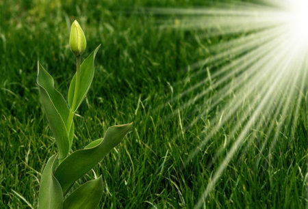 Green grass background