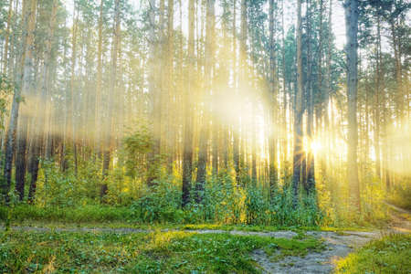 sunset in the forest の写真素材