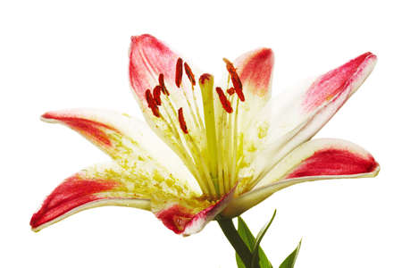 isolated on white background の写真素材