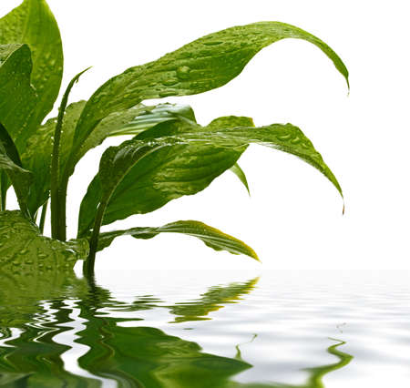 drops on green plant, reflection in waterの写真素材