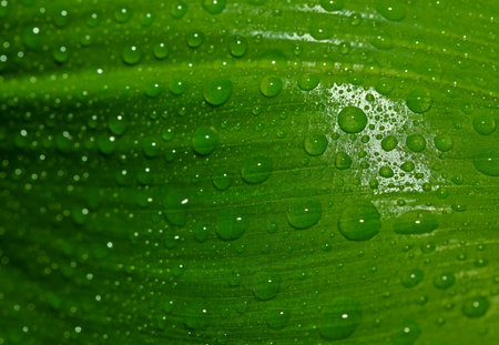 green leaf with drops of water
