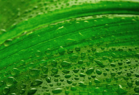 green leaf with drops of waterの写真素材