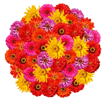 bouquet of Zinnia elegans flowers isolated on whiteの写真素材