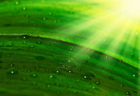 leaf with drops of waterの写真素材