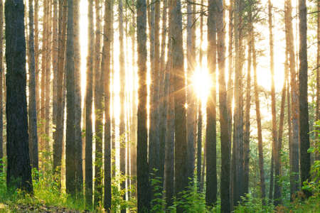 sunset in the woods の写真素材