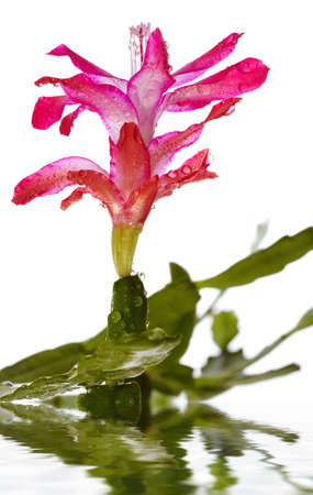 drops on flower, reflection in waterの写真素材