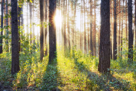 sunset in the woods の写真素材