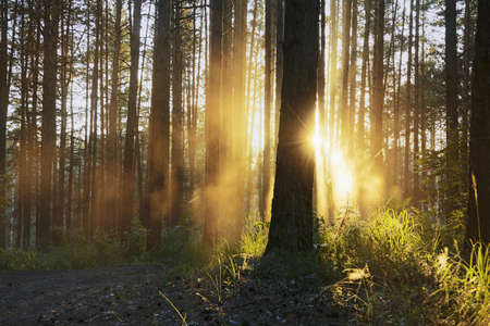 beautiful sunsetの写真素材