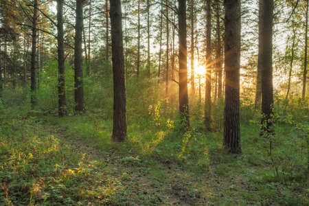 beautiful sunset in the woods の写真素材
