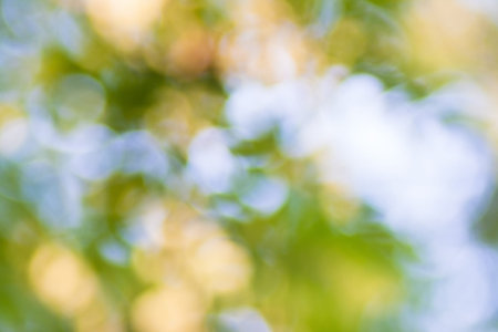 summer bokeh, beautiful bright backgroundの写真素材