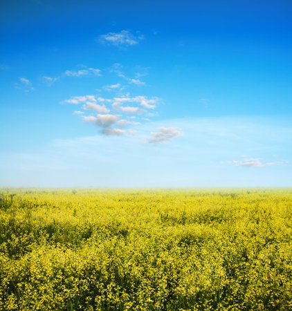 beautiful sky and yellow rapeseed field