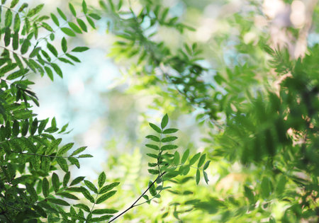  green blurred bokeh backgroun with leaves