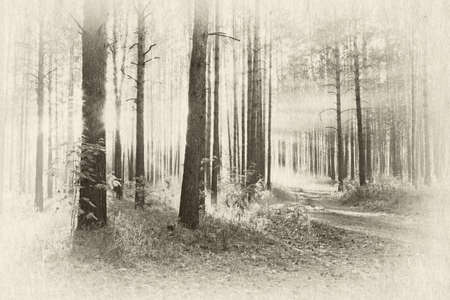 beautiful sunset in the woods, retro illustrationの写真素材
