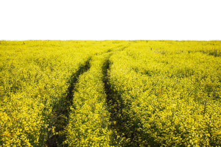 Country road through the fields isolated on white background の写真素材