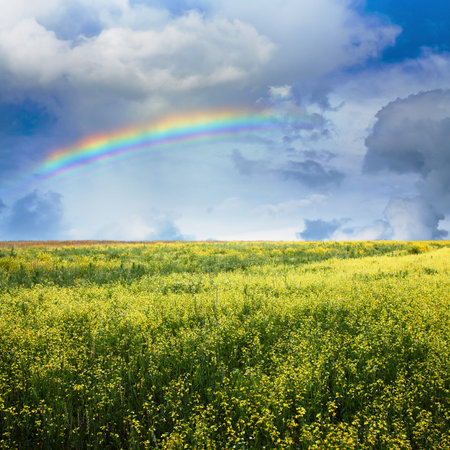beautiful sky and yellow rapeseed fieldの写真素材