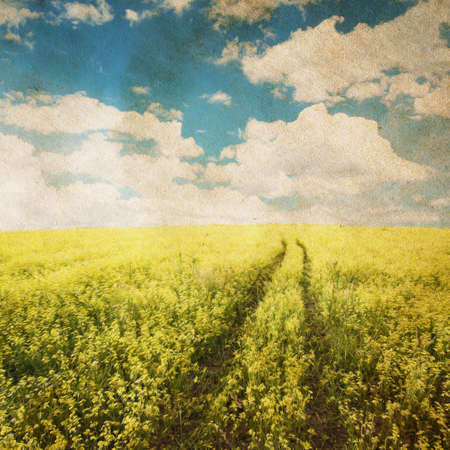 beautiful sky and yellow rapeseed fieldの写真素材