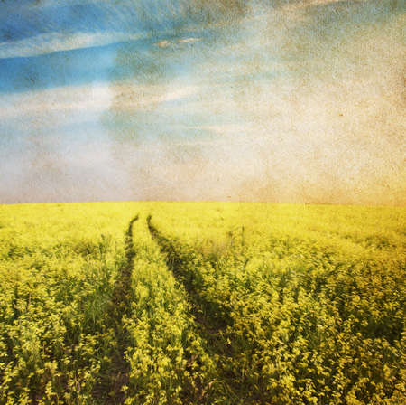 beautiful sky and yellow rapeseed fieldの写真素材