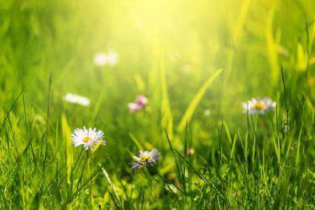 green grass and daisies, summer bokeh backgroundの写真素材