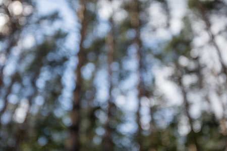 forest bokeh, green blurredの写真素材