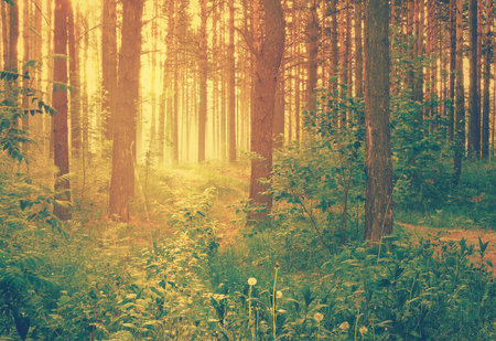 misty forest at sunset, retro filteredの写真素材