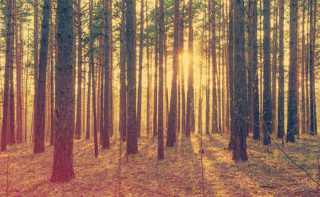 beautiful sunset in the woods, retro film filteredの写真素材