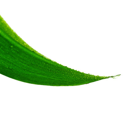drops on green leaf, vector