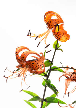 red tiger lily isolated on white backgroundの写真素材