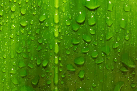 green leaf with drops of water