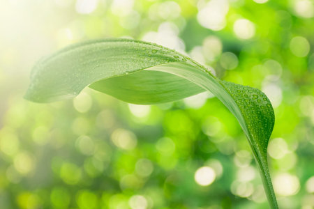 green leaf with drops of water on bokeh background