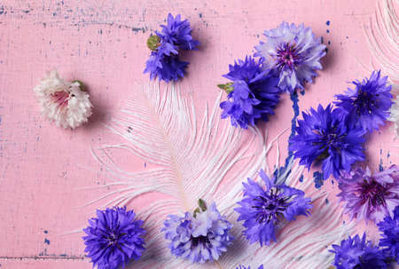 Blue Cornflowers (Centaurea cyanus) on old pink wooden backgroundの写真素材
