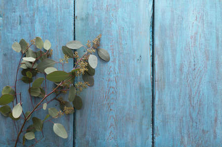 tree branch on blue wooden backgroundの写真素材