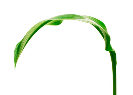 green leaf on white background