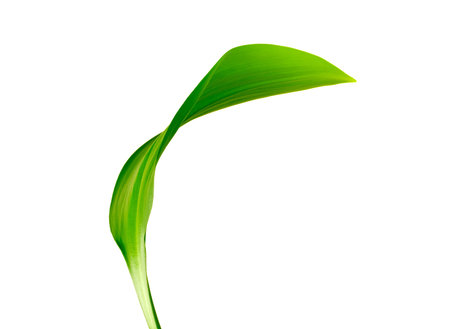 green leaf on white background