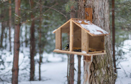 feeder for birds in the forestの写真素材